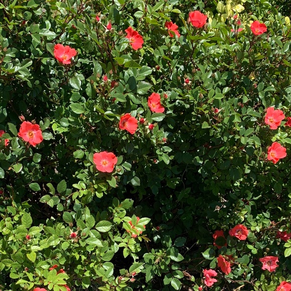 rimrockrose